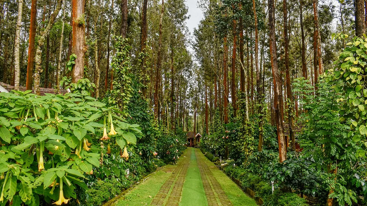 Coffee Grove Resort Chikmagalur — photo 4